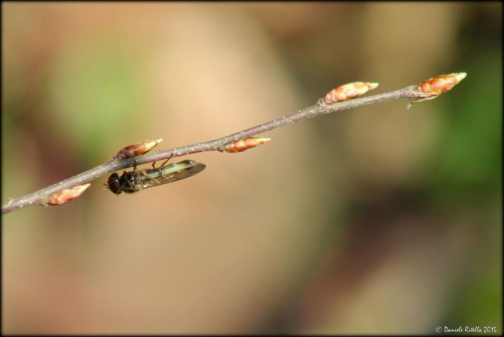 Melanostoma sp. (Syrphidae)